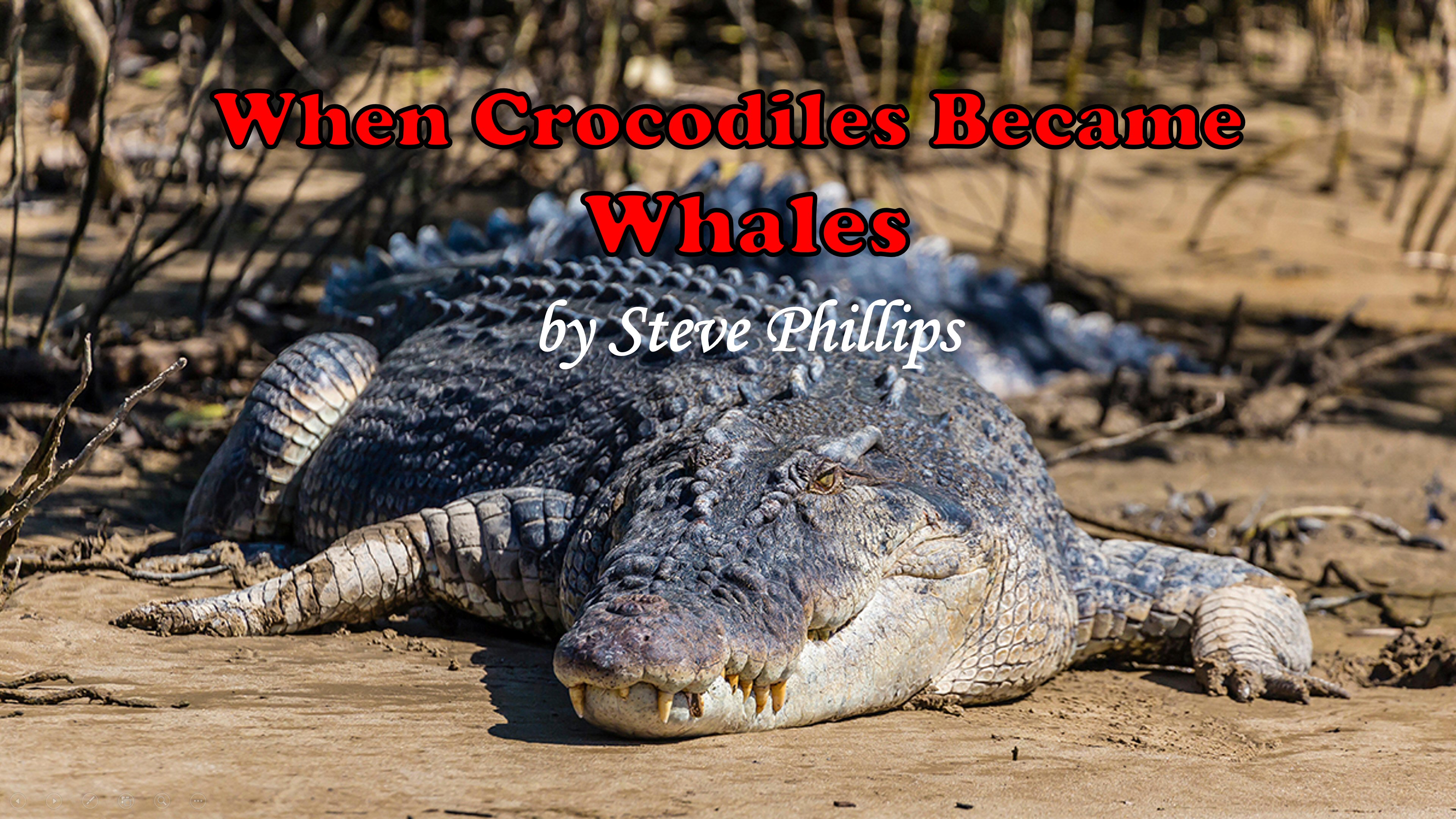 When Crocodiles Became Whales
