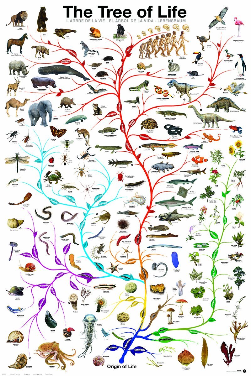 Darwin's tree of life
