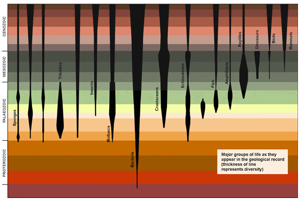 Evidence of fossil record